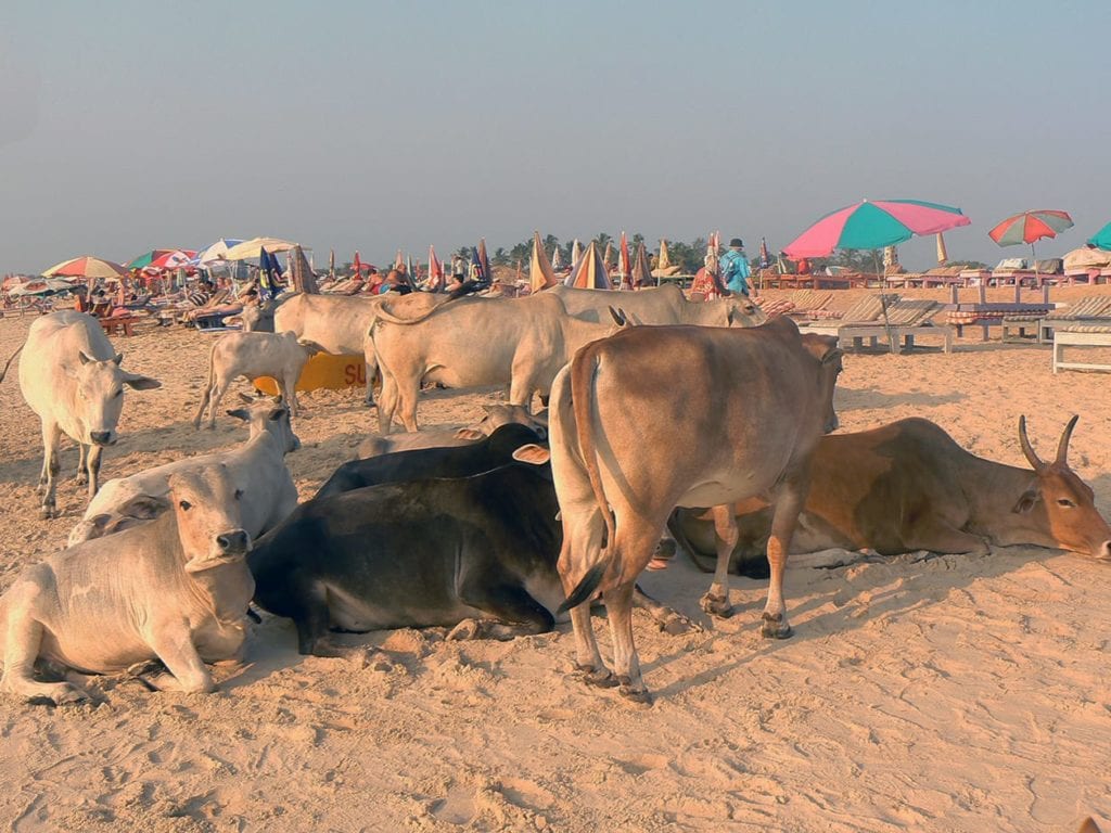 Goa, vaches à la plage